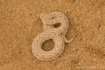 Zwergpuffotter - Seitenwinder (Bitis peringueyi);sidewinding adder