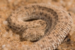 Zwergpuffotter - Seitenwinder (Bitis peringueyi);sidewinding adder