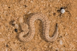 Zwergpuffotter - Seitenwinder (Bitis peringueyi) mit einem Elfenbein-Dünenkäfer;sidewinding adder