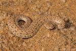 Zwergpuffotter - Seitenwinder (Bitis peringueyi);sidewinding adder