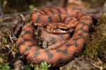 Aspisviper (Vipera aspis)