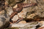 Aspisviper (Vipera aspis)