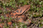 Aspisviper (Vipera aspis)