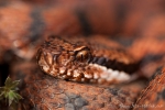 Aspisviper (Vipera aspis)