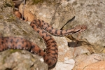 Aspisviper (Vipera aspis)