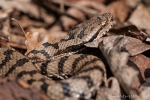 Aspisviper (Vipera aspis)