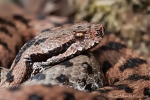 Aspisviper (vipera aspis)