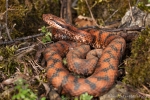 Aspisviper (Vipera aspis)