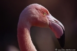 Flamingo019