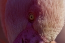Flamingo016