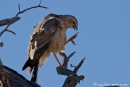 Steppenbussard (Buteo buteo vulpinus)