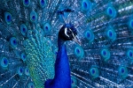 Pfau