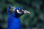 Pfau002