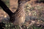 Roadrunner004