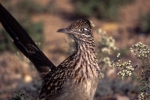 Roadrunner005