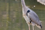 IMG_2211_Uwe