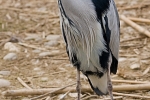 IMG_2514_Uwe