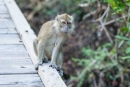 Graue Meerkatze auf Beobachtungsposten