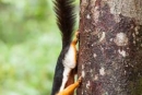 Macht seinem Namen alle Ehre - Schönhörnchen (Callosciurinae)