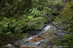 Die Leura-Kaskaden durchziehen den Regenwald - Blue Mountains NP