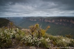 Am Ende der Hat Hill Road im Grose Valley bietet sich ein toller Blick über das Große Valley bis Mt Banks und Mt Hay. - Blue Mountains NP