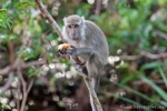 Indonesien - Insel Borneo - Tanjung Puting Nationalpark