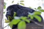 Schwarzer Brüllaffe (Alouatta caraya), Black Howler Monkey