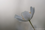 Buschwindröschen (Anemone nemorosa)