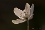 Buschwindröschen (Anemone nemorosa)