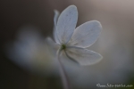 Buschwindröschen (Anemone nemorosa)