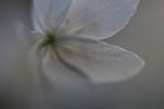 Buschwindröschen (Anemone nemorosa)