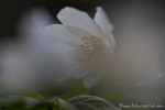 Buschwindröschen (Anemone nemorosa)