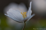 Buschwindröschen (Anemone nemorosa)