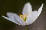 Buschwindröschen (Anemone nemorosa)