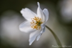 Buschwindröschen (Anemone nemorosa)