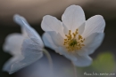 Buschwindröschen (Anemone nemorosa)