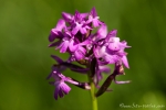 Mücken-Händelwurz (Gymnadenia conopsea)