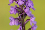 Mücken-Händelwurz (Gymnadenia conopsea)