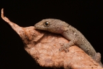 Zwerggecko (Gonatodes caudiscutatus)