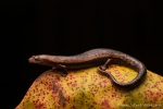 Salamander (Bolitoglossa sima), Peruvian Salamander