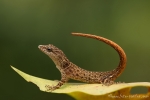 Zwerggecko (Gonatodes humeralis), Rainbow Sun-Gecko