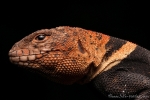 Dornschwanzleguan (Uracentron flaviceps), Tropical Thornytail-Iguana
