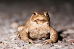 Erdkröte (Bufo bufo)