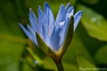 Blaue Seerose (Nymphaea)