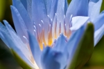 Blaue Seerose (Nymphaea)