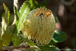 Ähnelt der Blüte einer Protea - Hartlaubgewächs im Ku-ring-gai Chase National Park