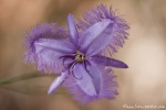 Filigrane Blüte der Thysanotus patersonii (Fringe Lily) - Ku-ring-gai Chase National Park