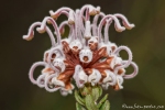 Ungewöhnliche Blütenformen im Ku-ring-gai Chase National Park
