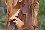 Rinde eines Eukalyptusbaumes. Der Baum produziert seinen eigenen Dünger, indem er seine Rinde abwirft.