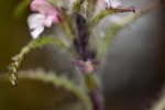 Behaartes Läusekraut (Pedicularis hirsuta)